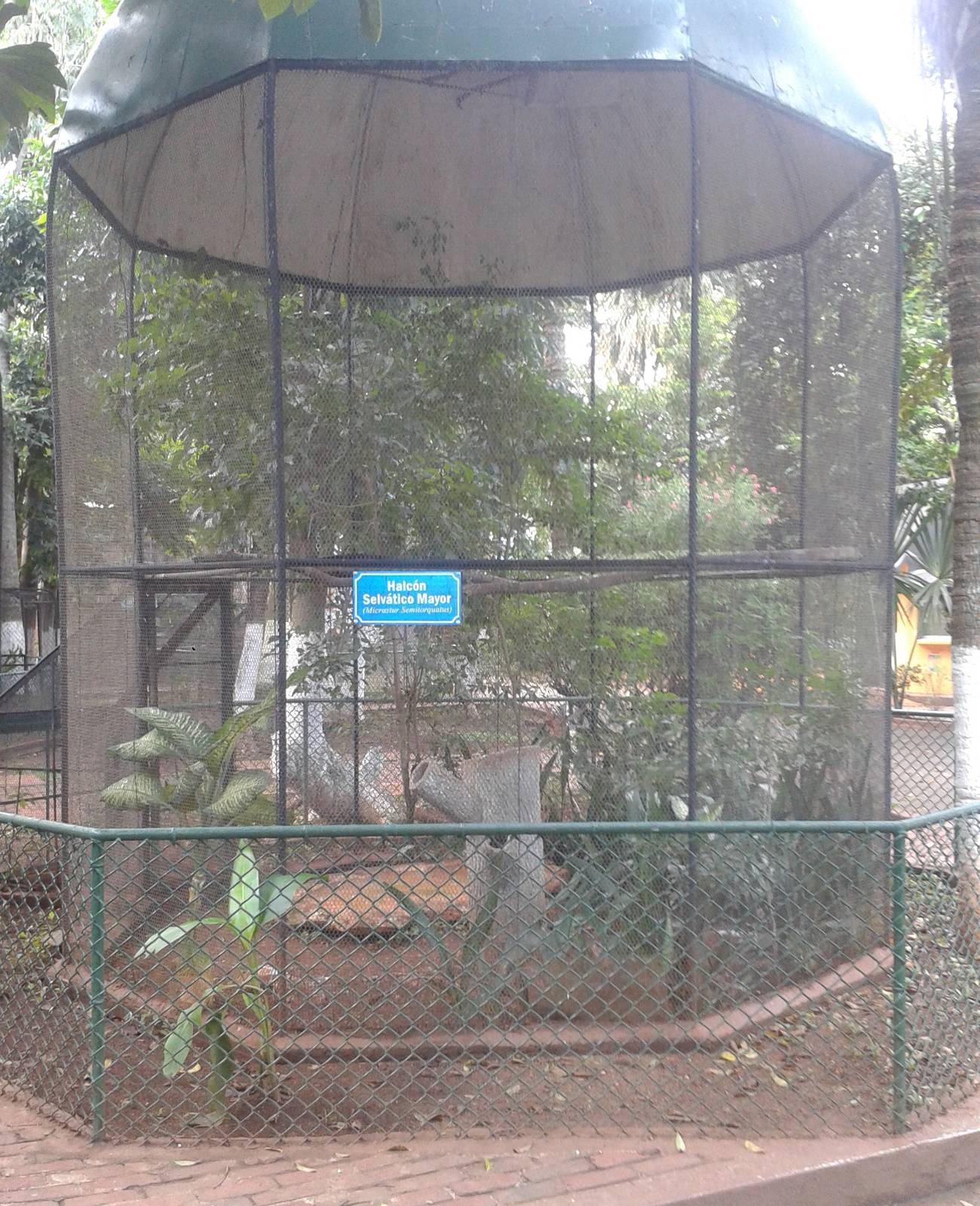 Aviary collared forest falcon