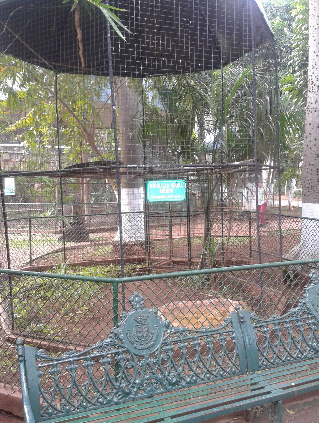 Aviary Common black hawk