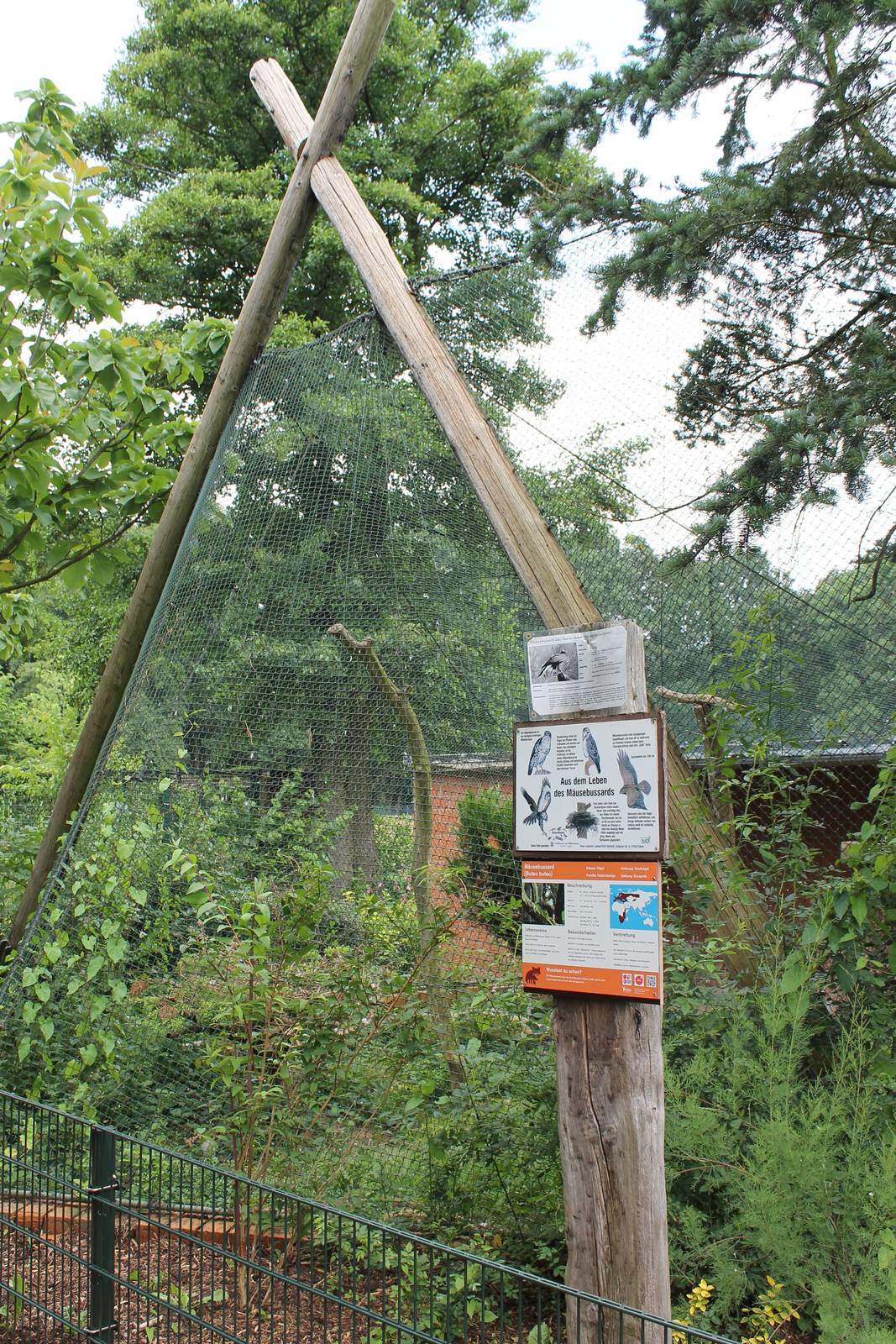 Aviary Common buzzard