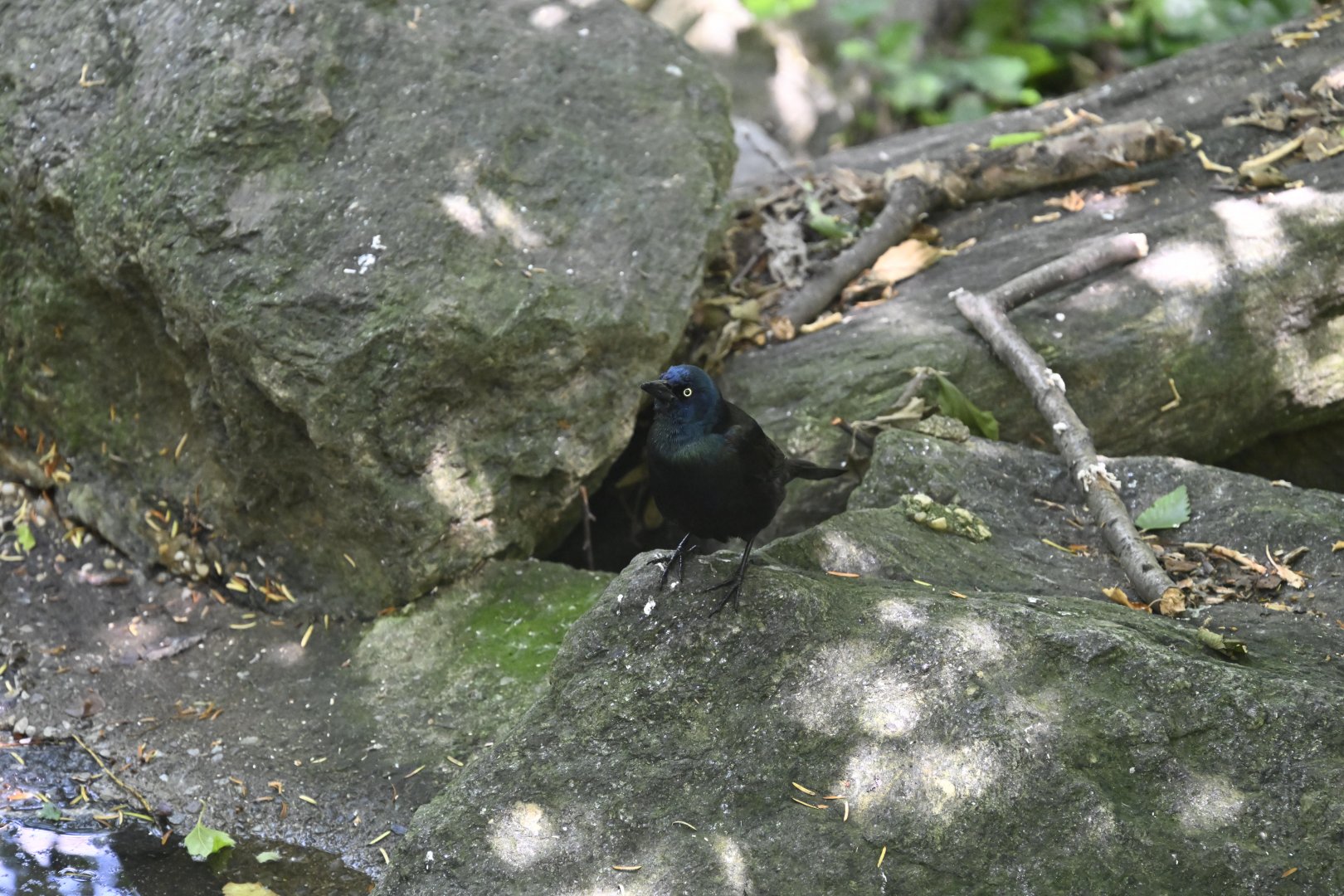 Aviary - Common Grackle (Quiscalus quiscula)