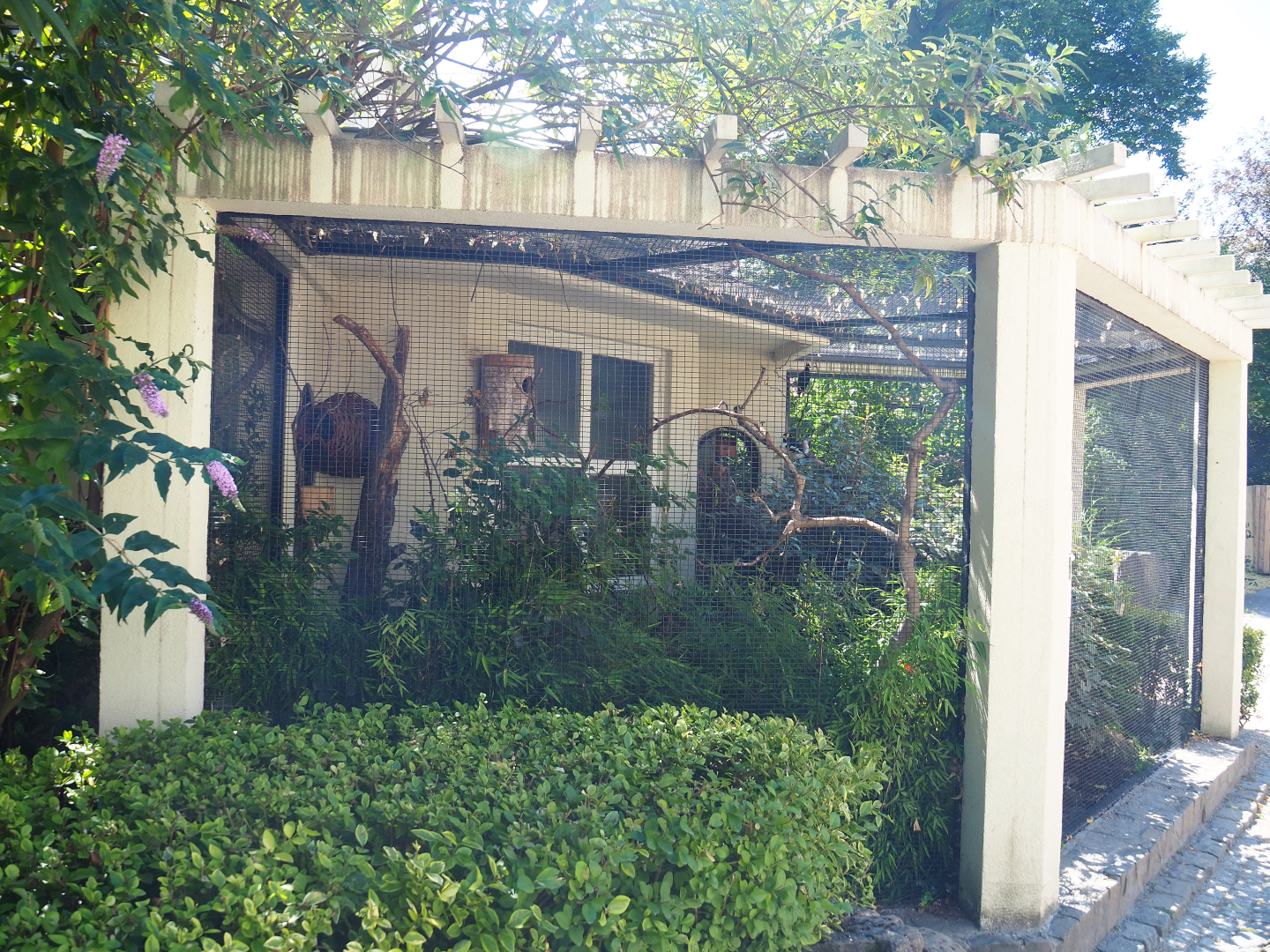 Aviary Common hill myna and White-rumped shama thrush, 2020-06-28