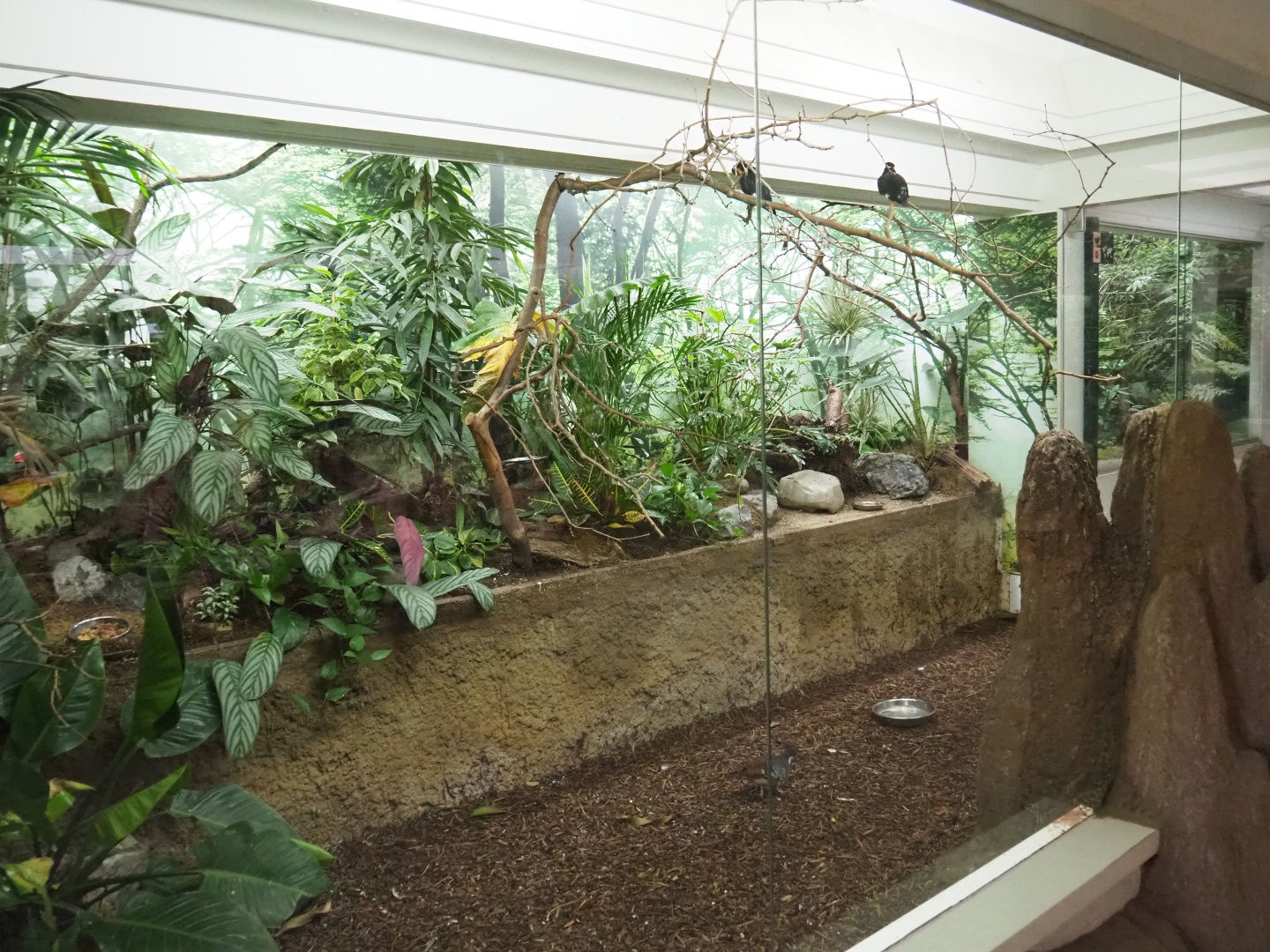 Aviary Common hill myna - Bulbul - Bartlett's bleeding-heart