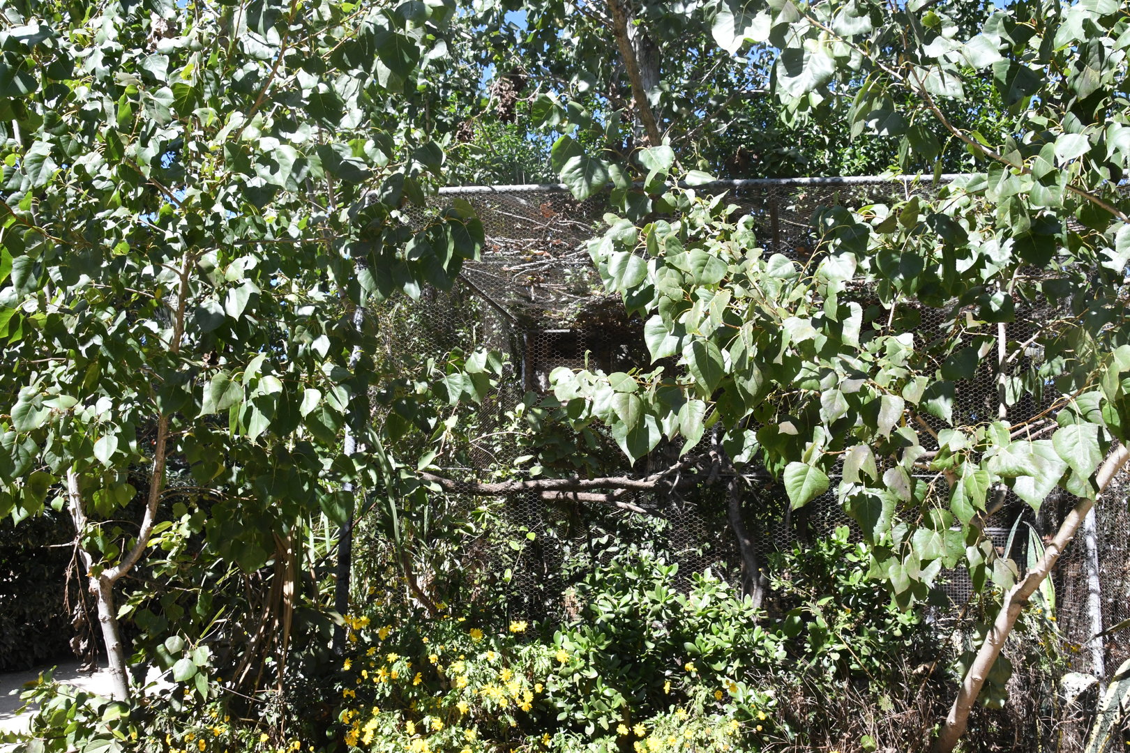 Aviary (Common Kestrel, Northern White-faced Owl)