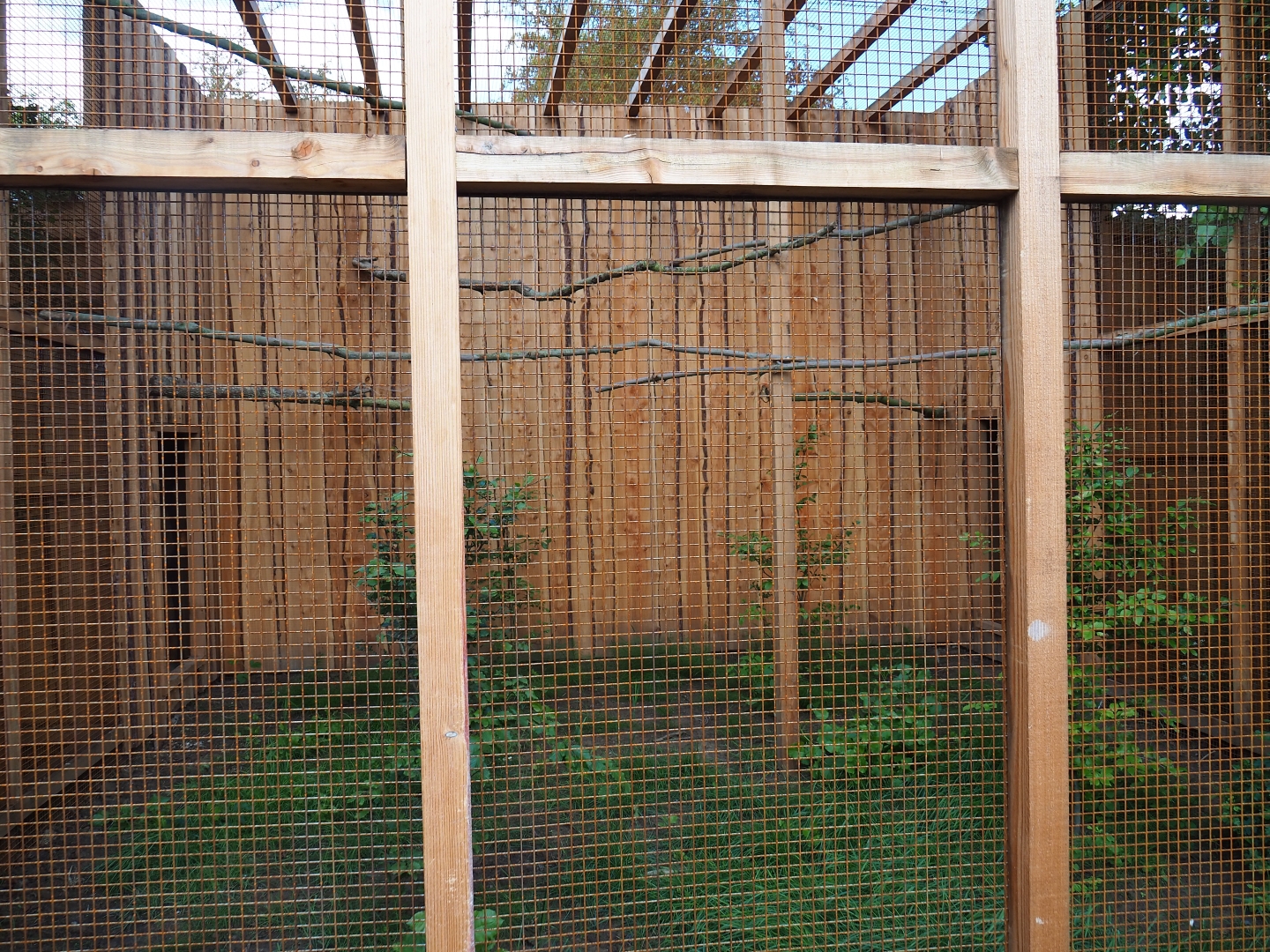 Aviary common kestrel