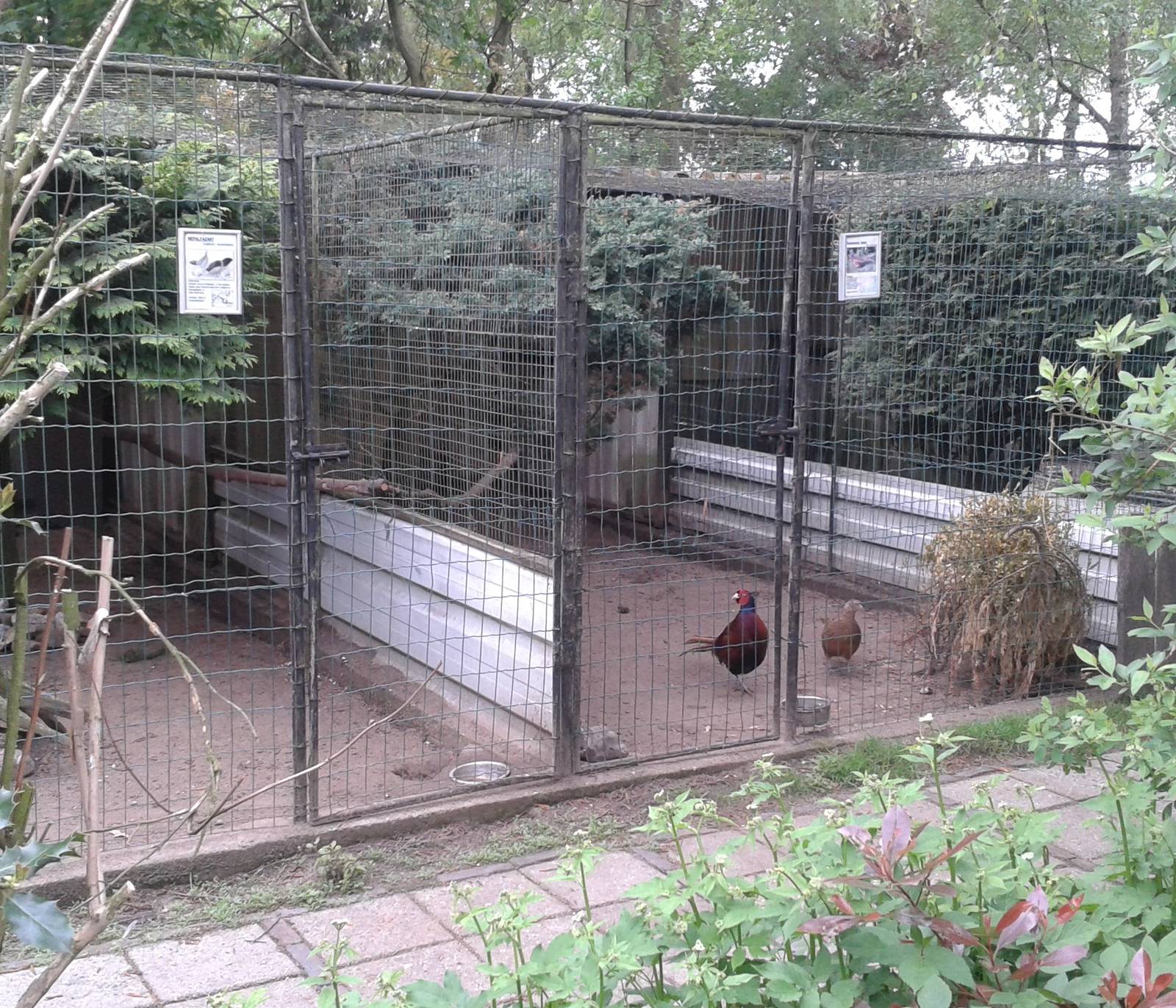 Aviary Common Pheasant