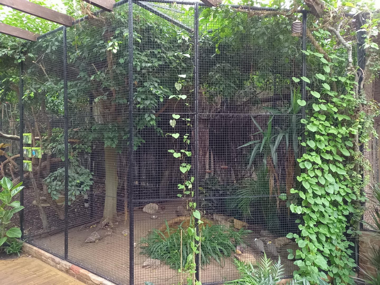 Aviary Cotinga - Bulbul - Plover and Ground-dove