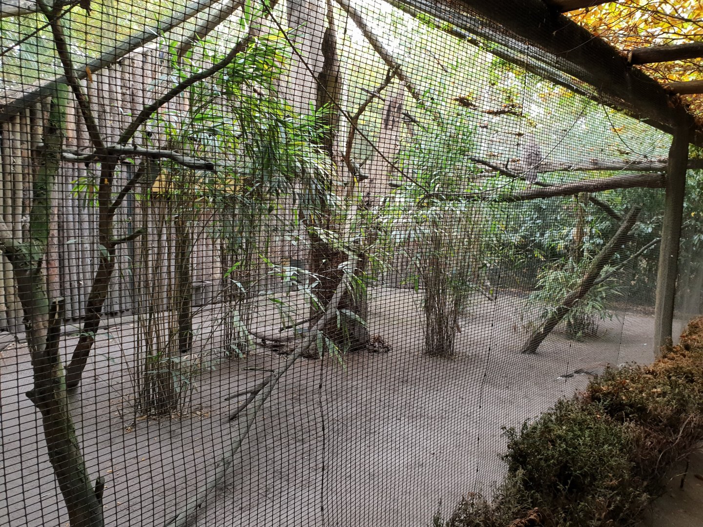 Aviary Crested seriema