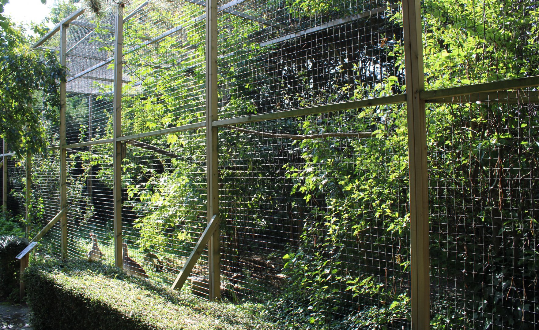 Aviary Crested seriema