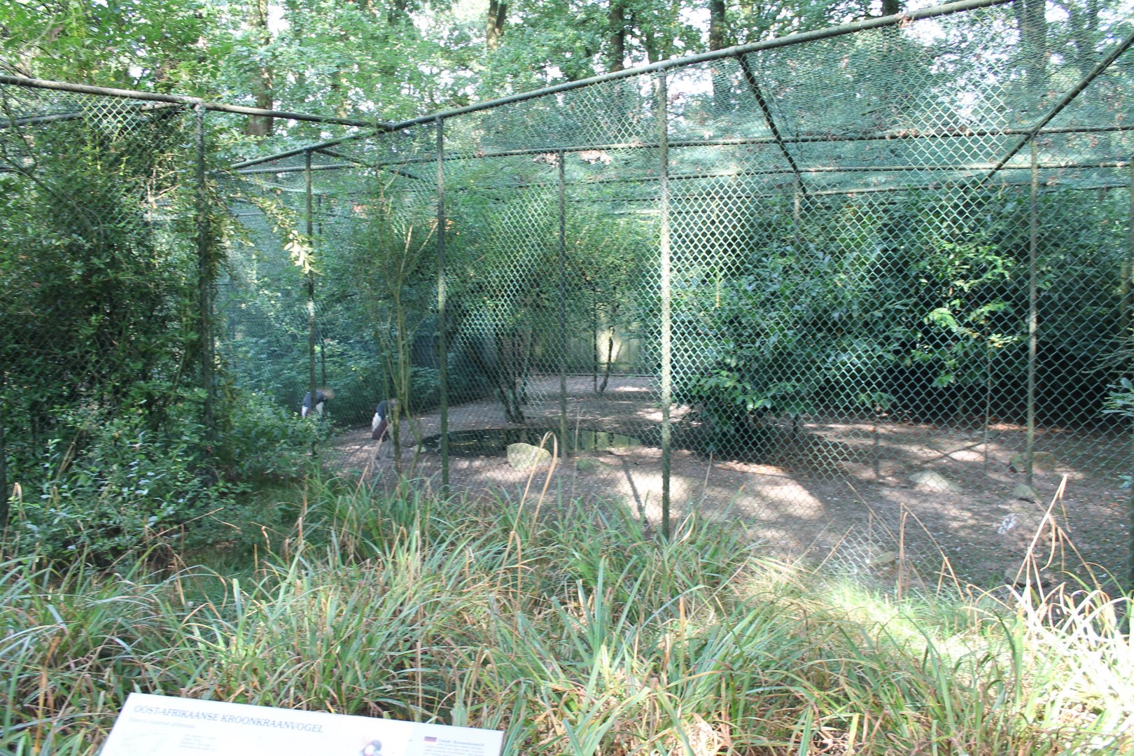 Aviary Crowned cranes