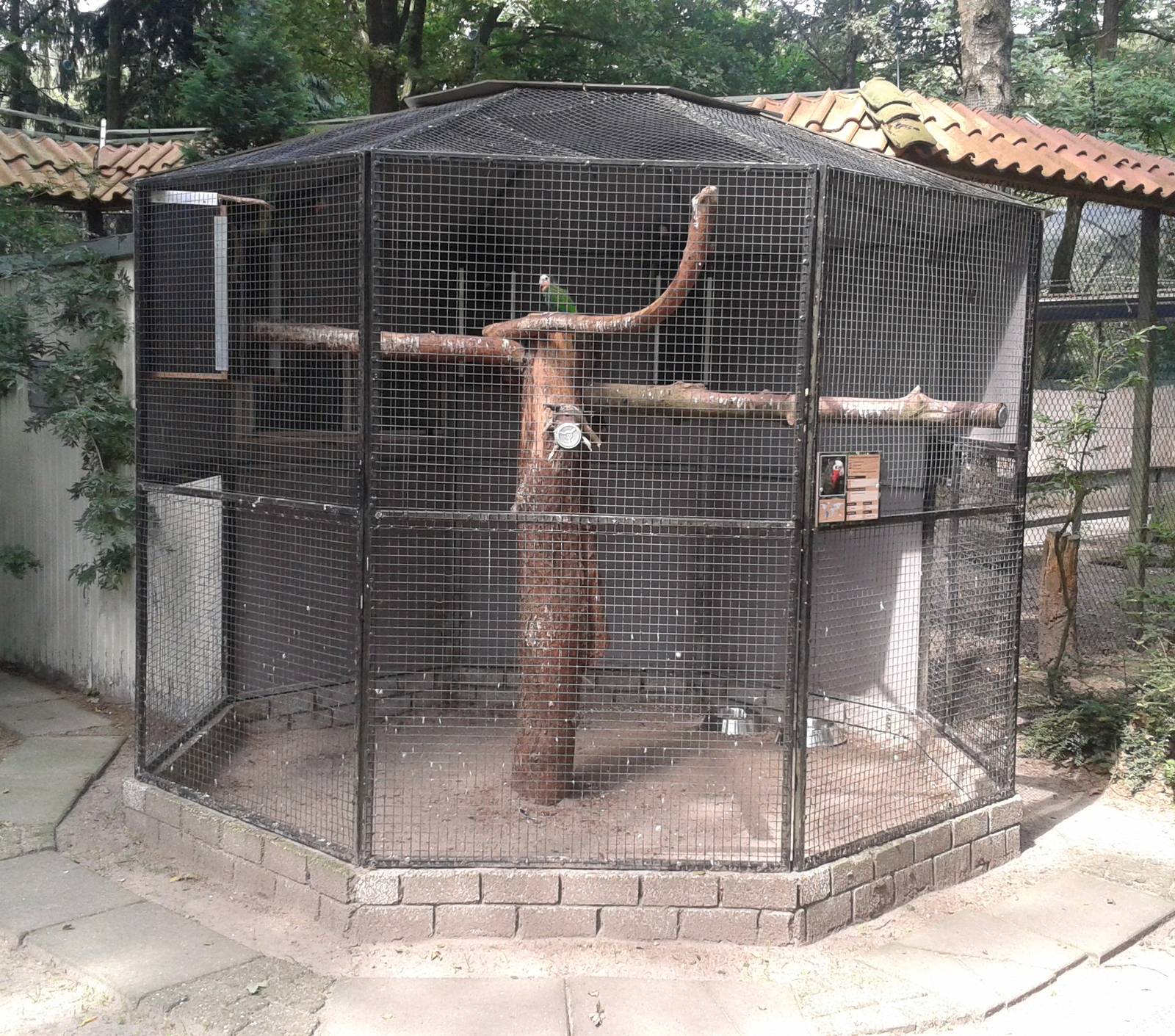 Aviary Cuban amazones