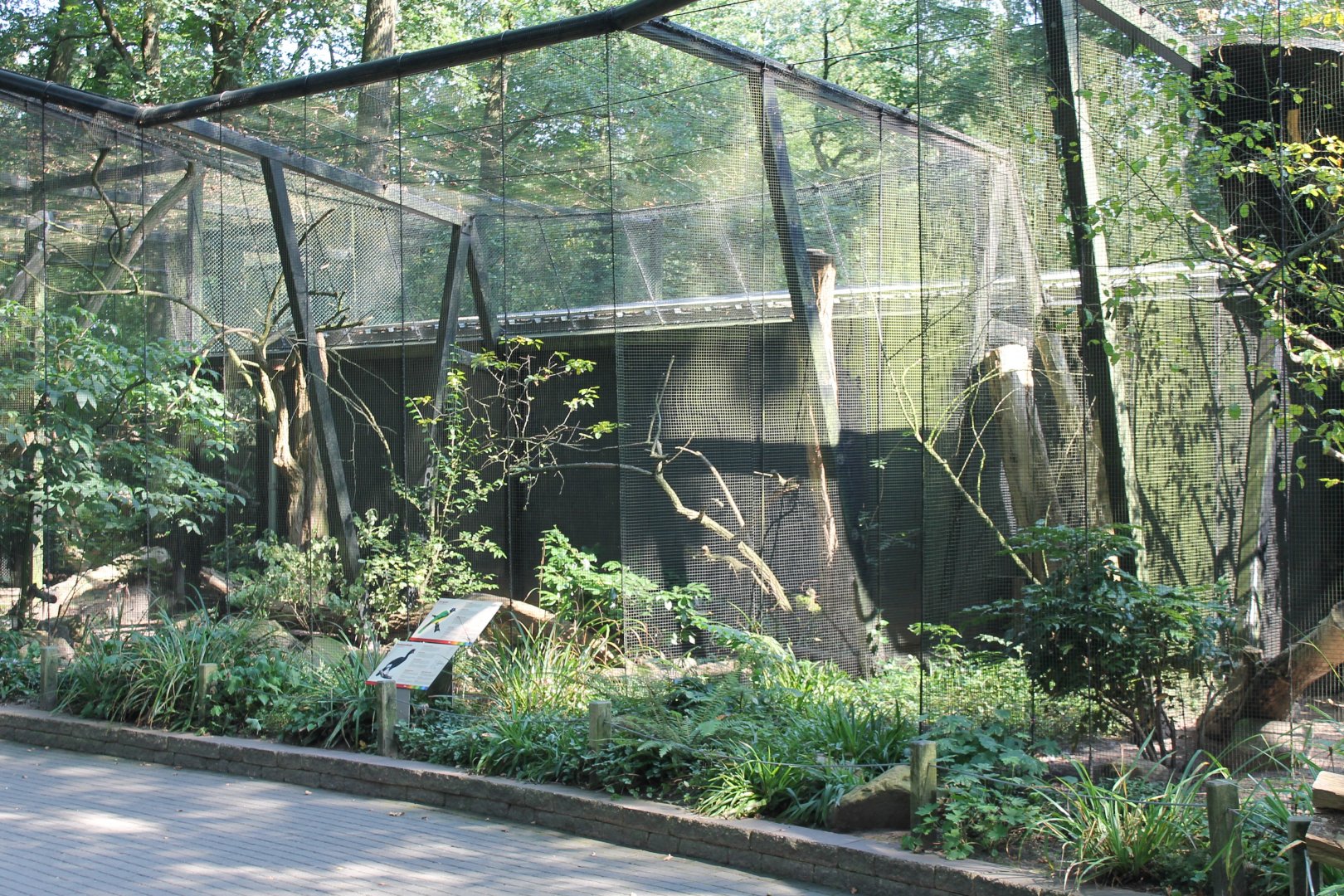 Aviary Curassow - jay