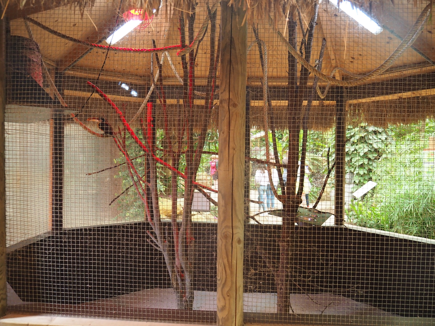 Aviary Curl-crested aracari (Aug 28th, 2018)