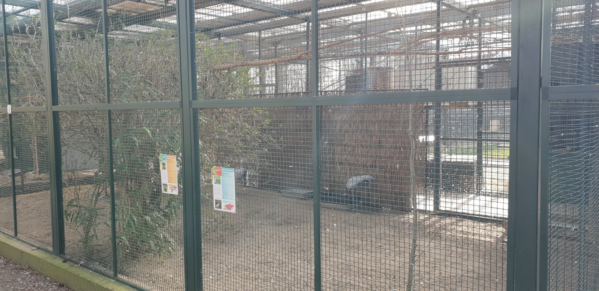 Aviary Demoiselle crane - White-cheeked touraco