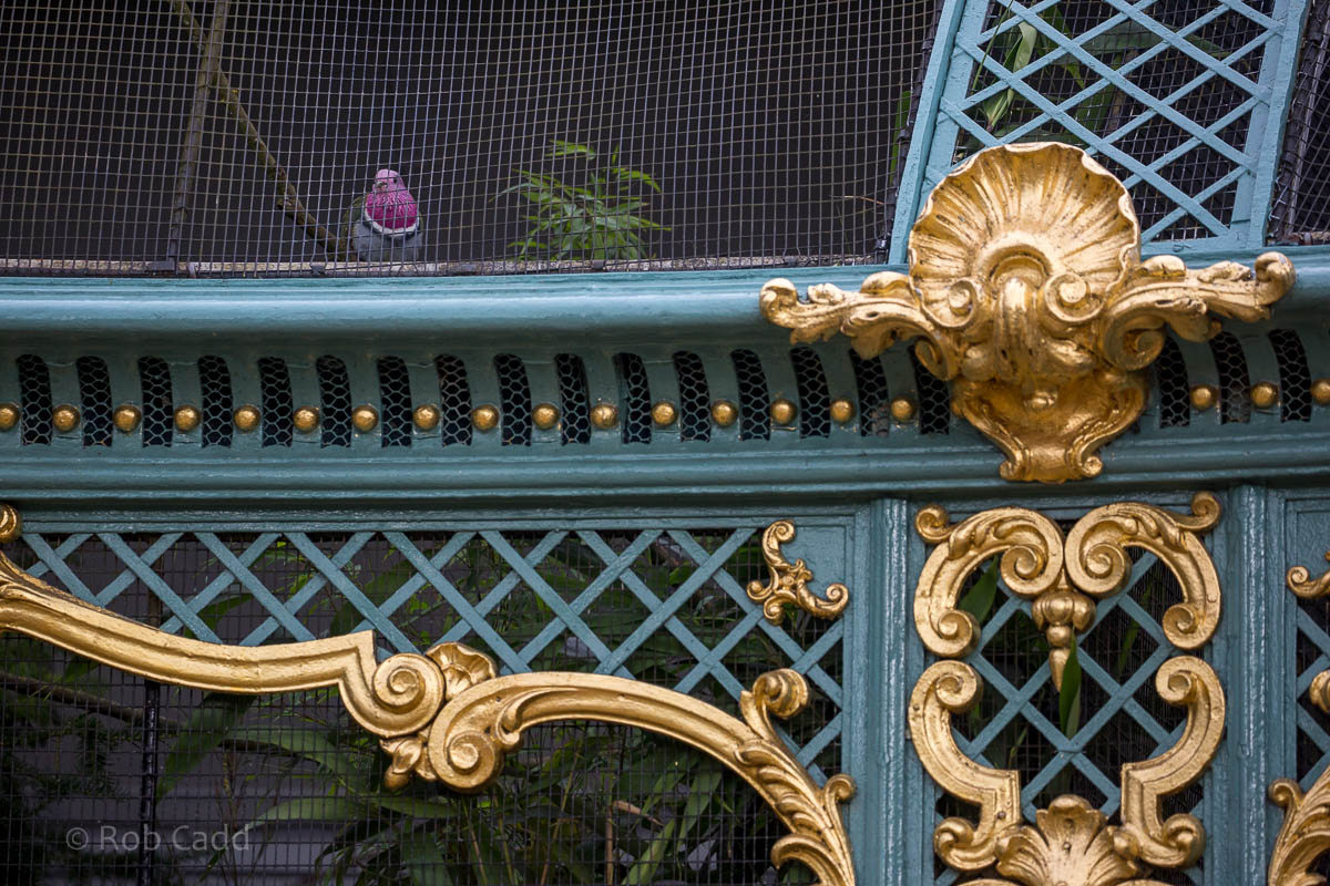 Aviary detail / Pink-headed fruit-dove : Waddesdon : 09 Oct 2015