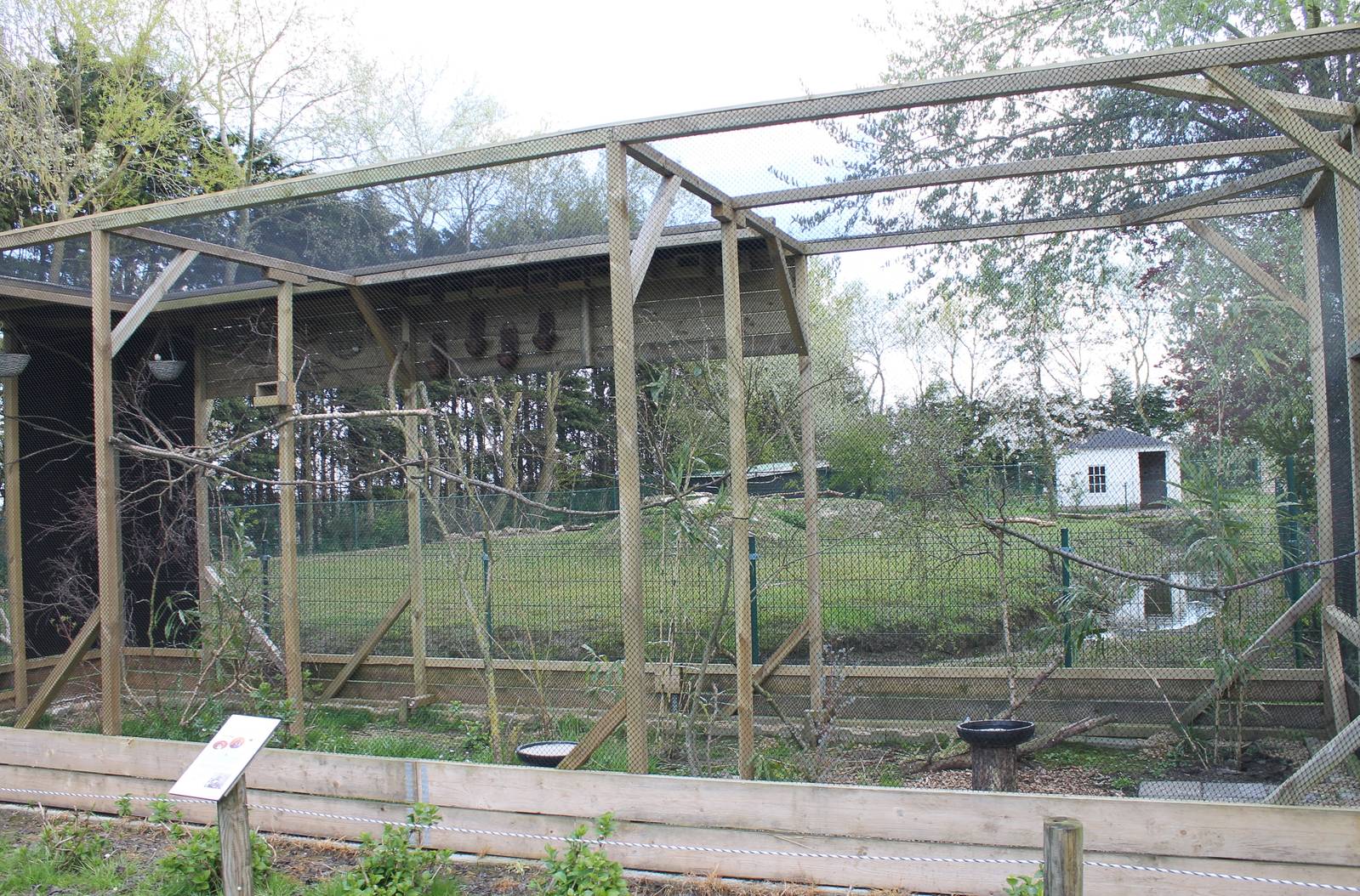 Aviary Diamond dove and Zebra finch