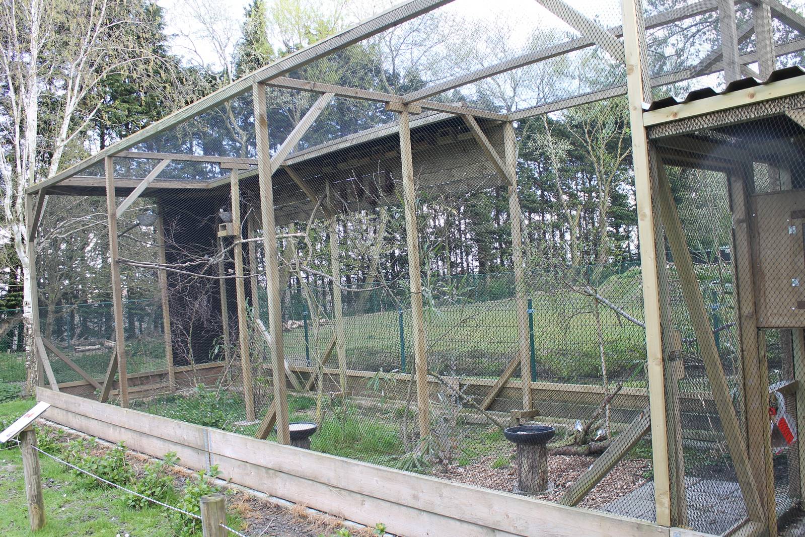 Aviary Diamond dove and Zebra finch