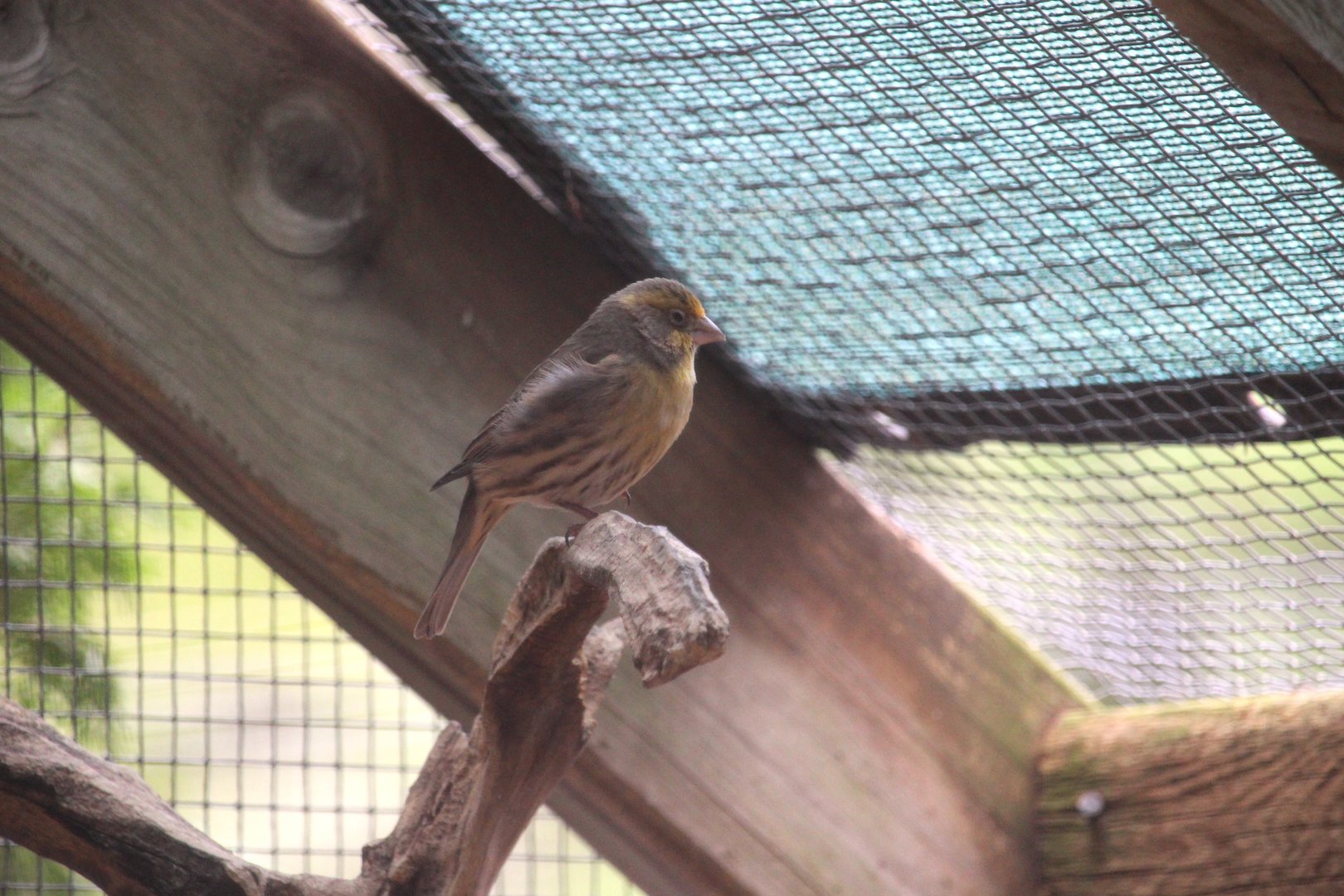 Aviary - Domestic Canary (?)