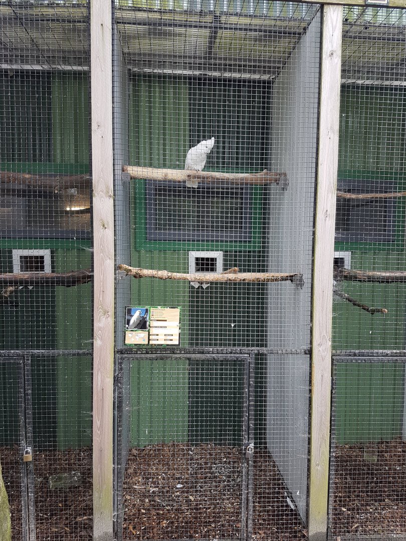 Aviary Ducorps cockatoo