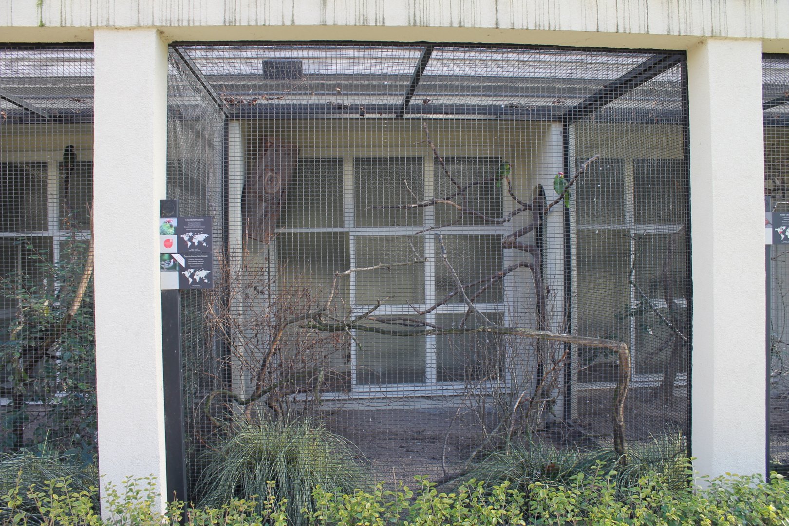 Aviary Ecuadorian red-lored amazon