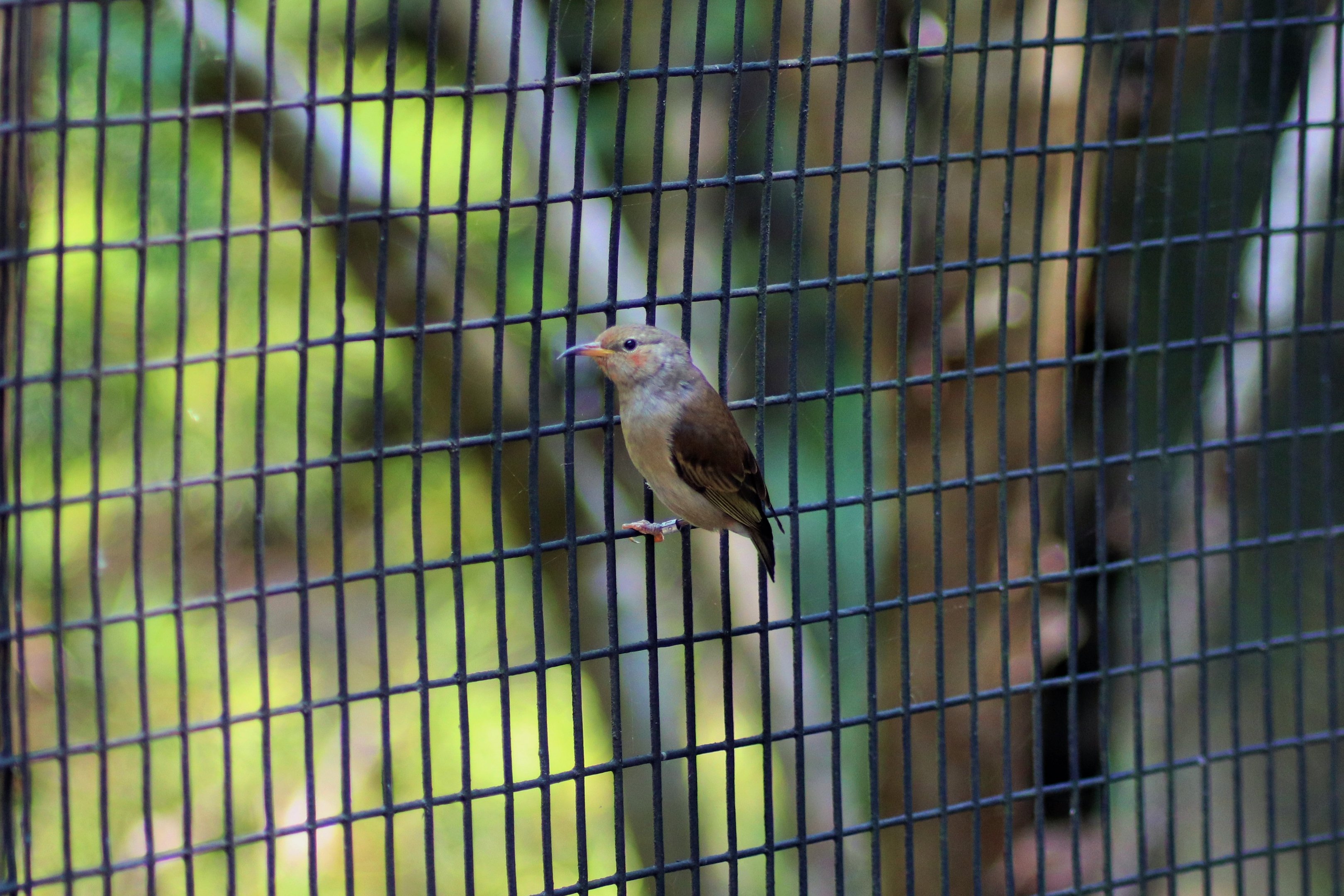 Aviary Escapee