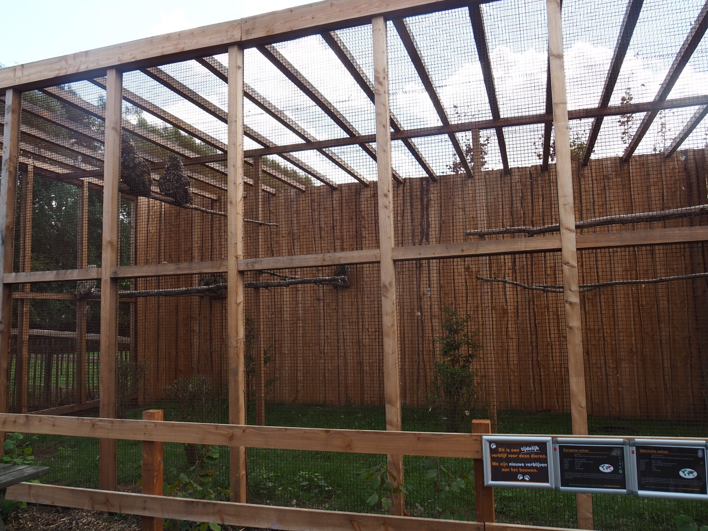 Aviary Eurasian and Siberian eagle-olws