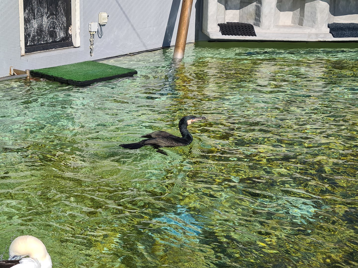 Aviary - Eurasian cormorant