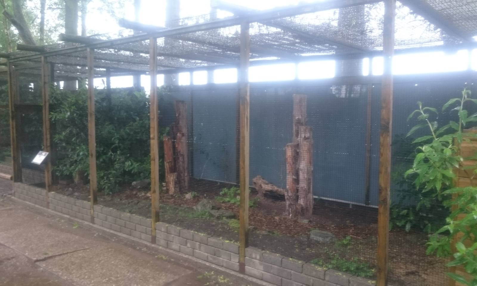 Aviary European bee-eater