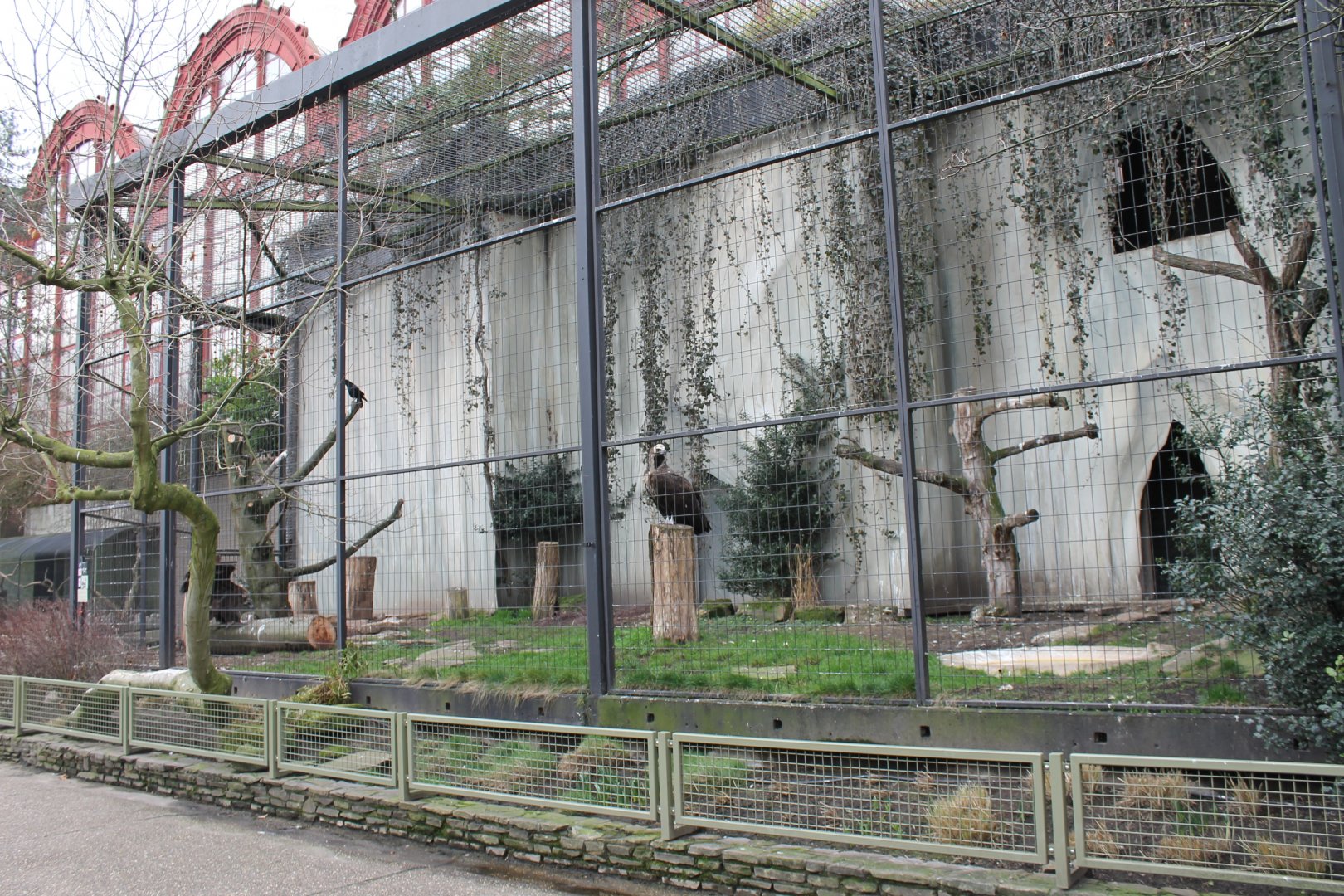 Aviary European black vulture