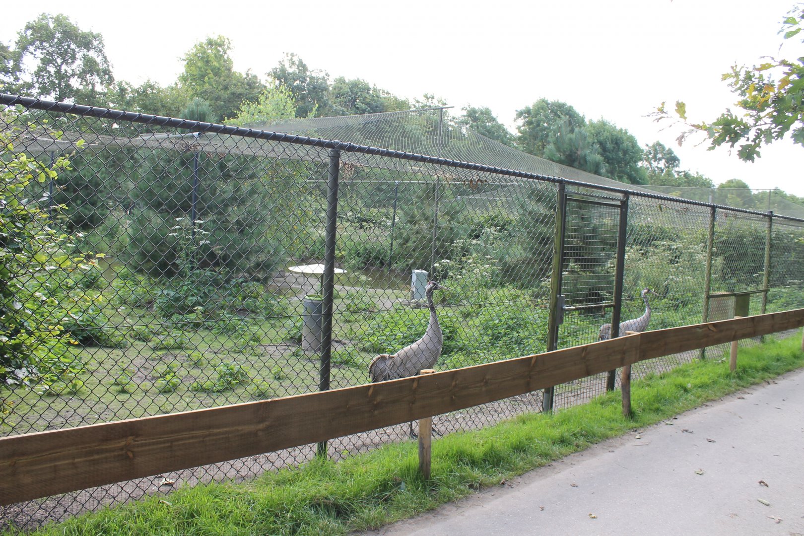 Aviary European crane