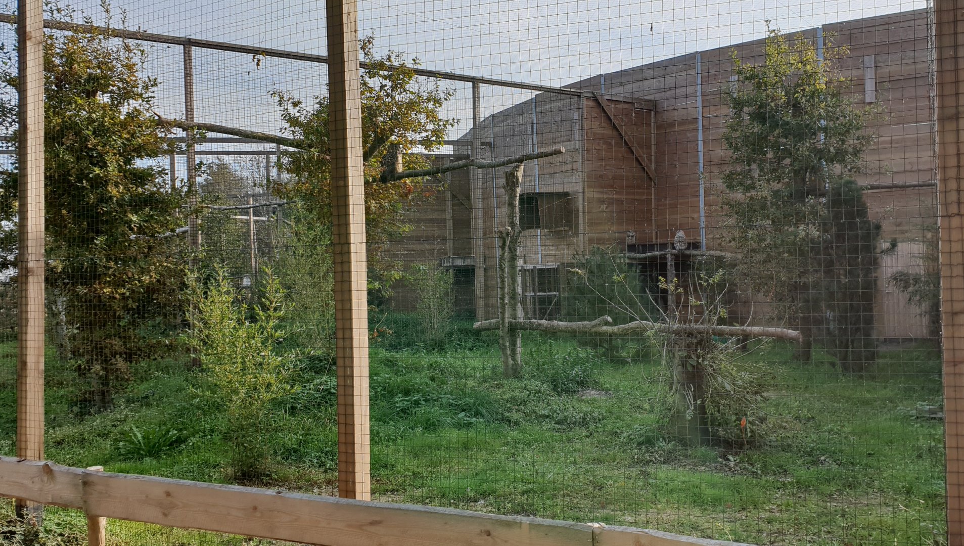 Aviary European eagle-owl