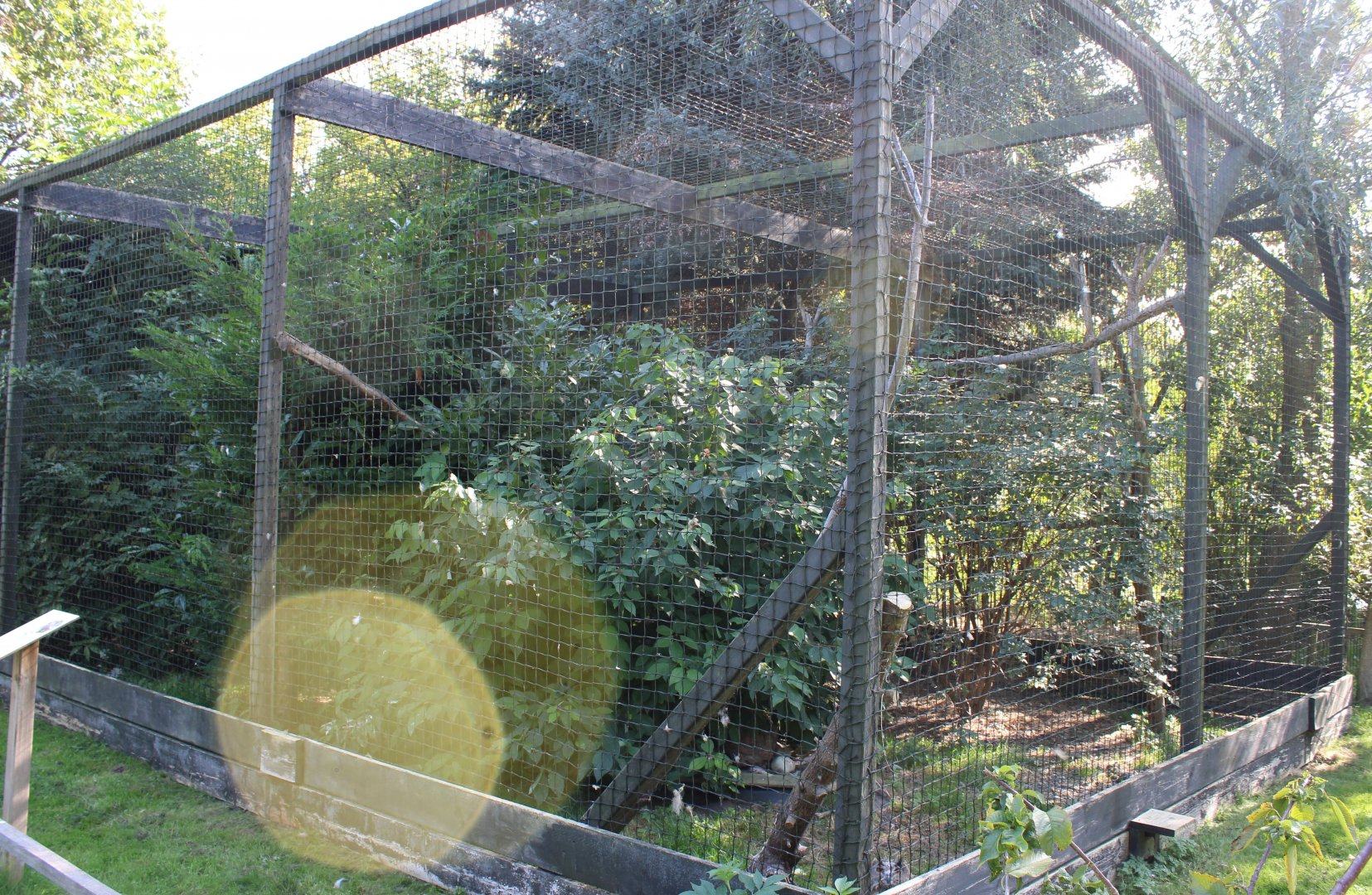 Aviary European eagle-owl