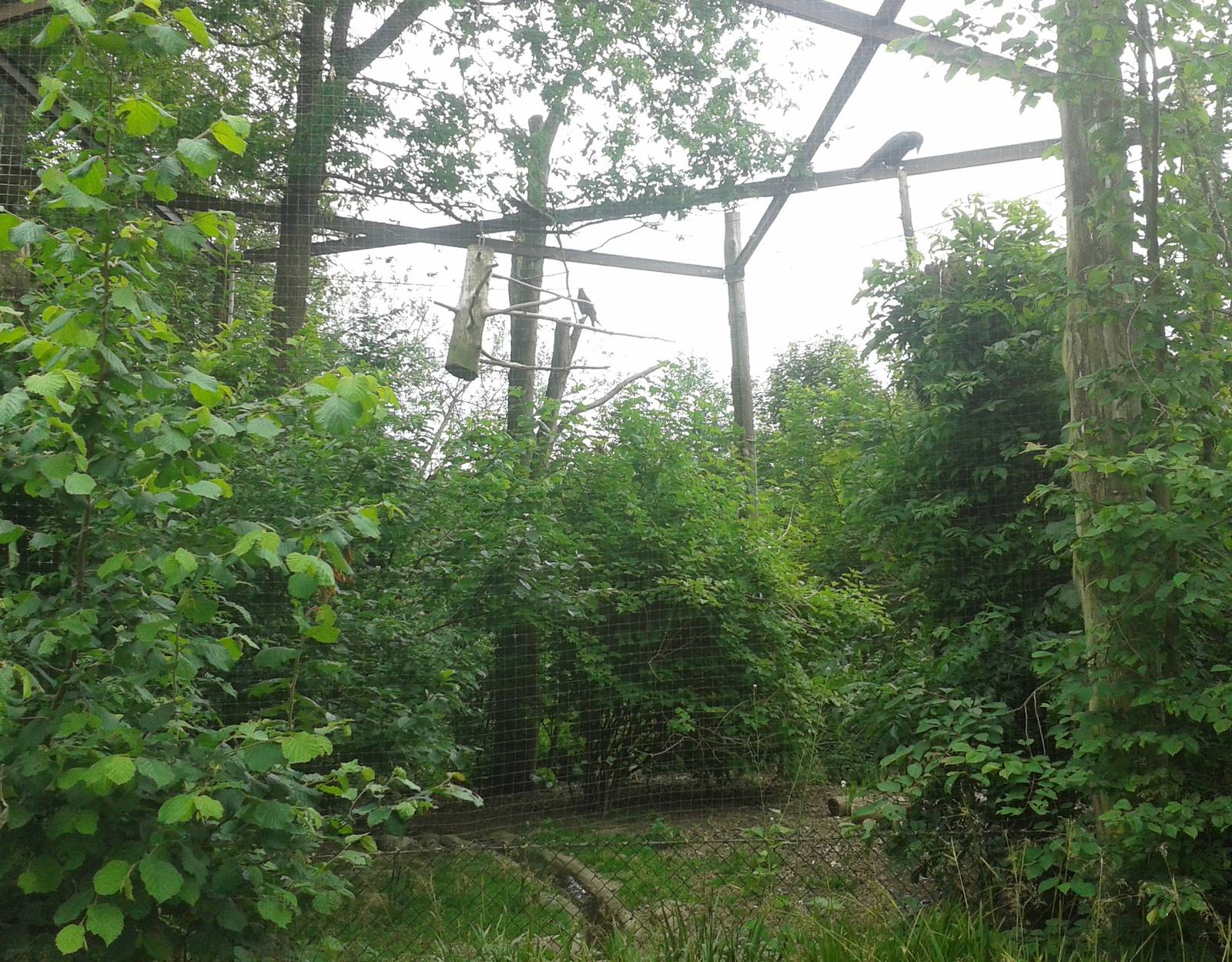 Aviary European raven