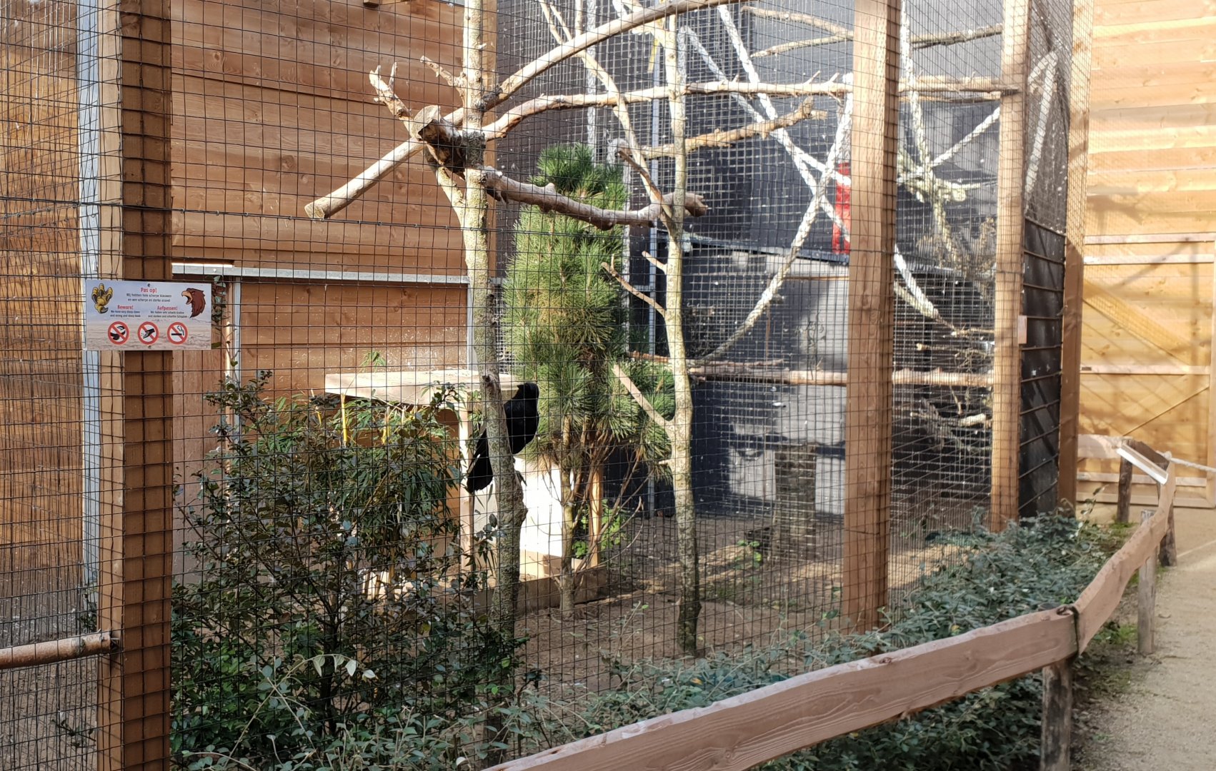 Aviary European raven