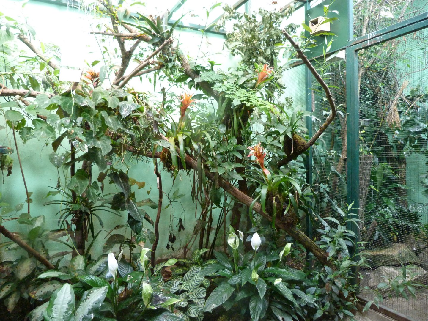 Aviary example within Giraffe and Rhino house -Zoo Plzeň (2025)