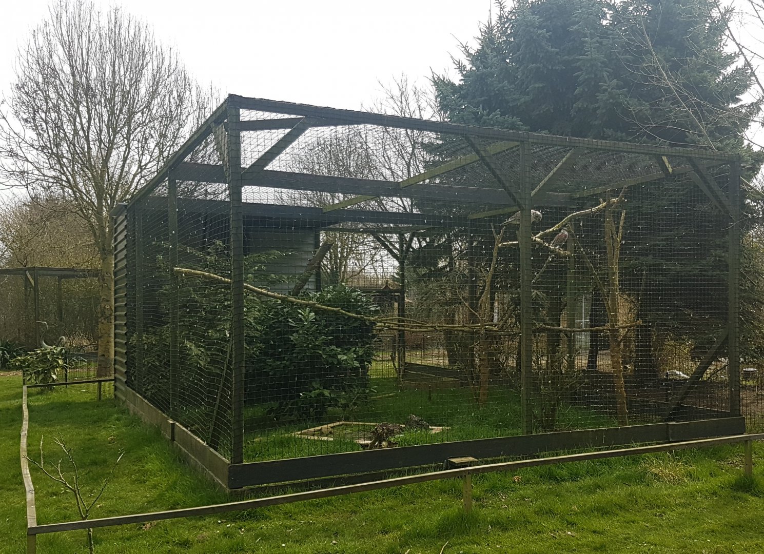 Aviary Ferruginous hawk
