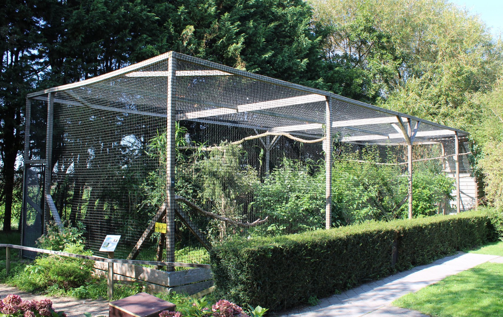 Aviary Ferruginous hawk