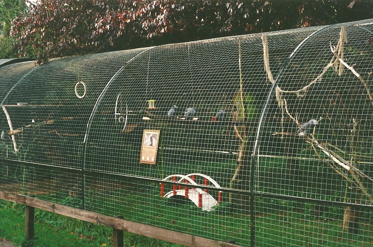 Aviary for African Grey Parrots 23rd October 1999