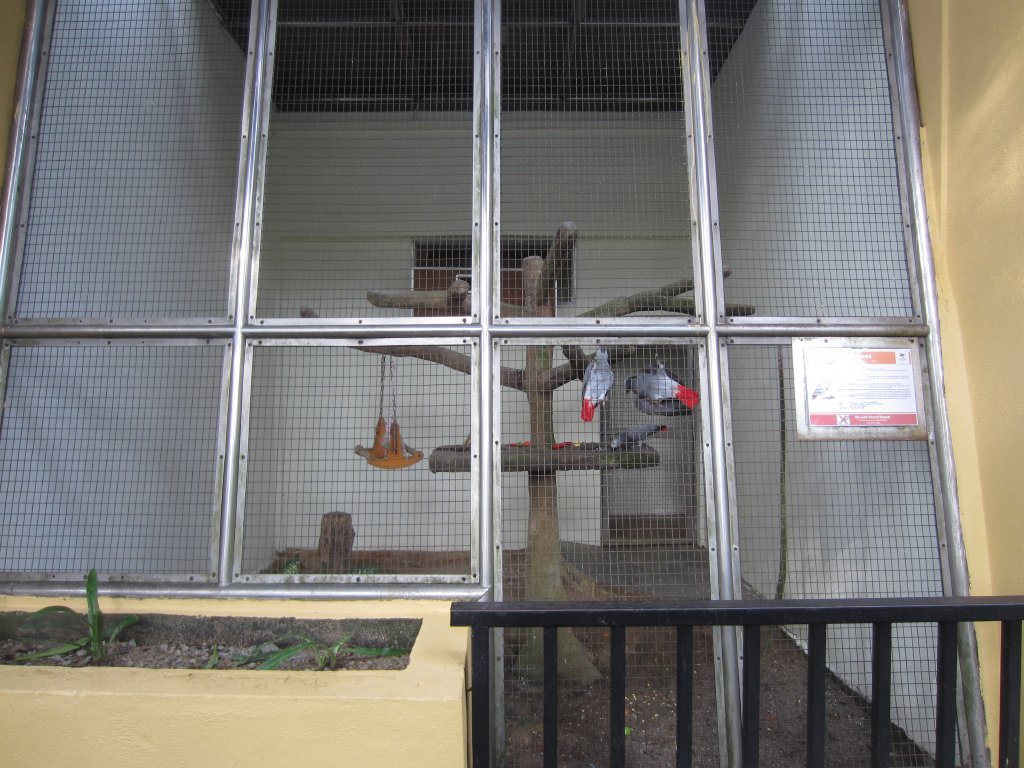 Aviary for African Greys.