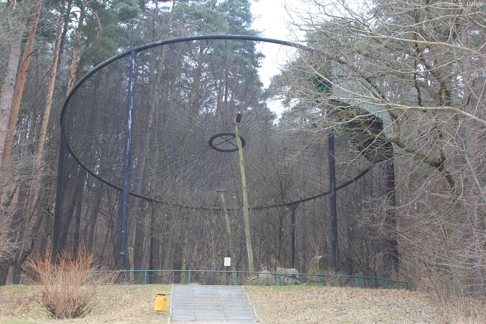Aviary for Andean Condors (Vultur gryphus)