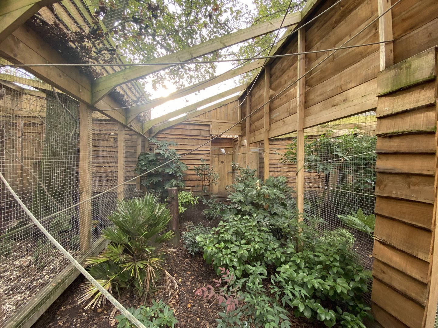 Aviary for Bali myna and Edwards's pheasant 061121