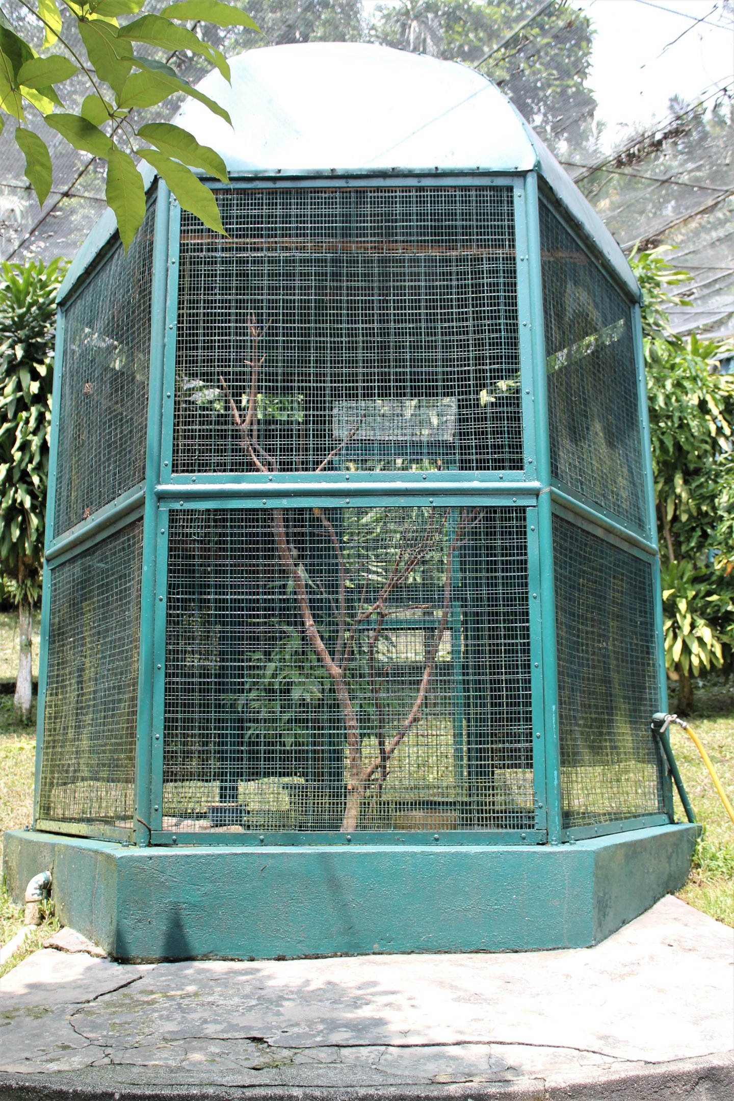 aviary for Bare-faced Go-Away Bird (Corythaixoides personatus)