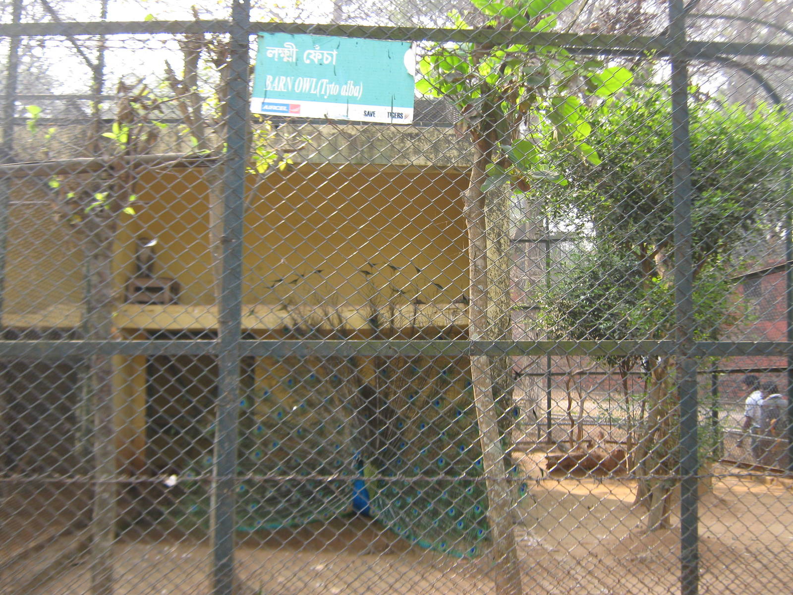 aviary for barn owl (Tyto alba)
