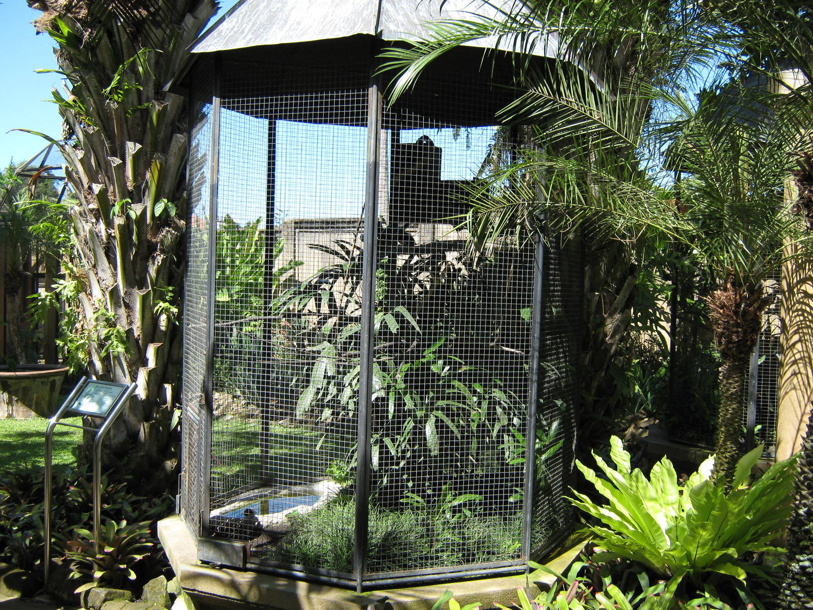 aviary for bearded barbet (Lybius dubius)