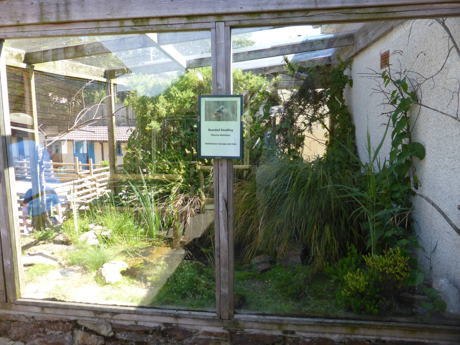 Aviary for bearded reedlings