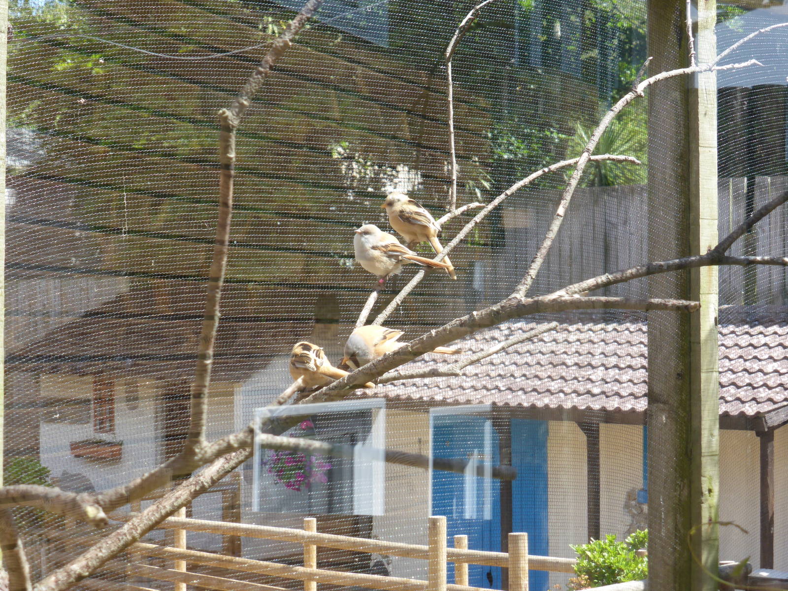 Aviary for bearded reedlings
