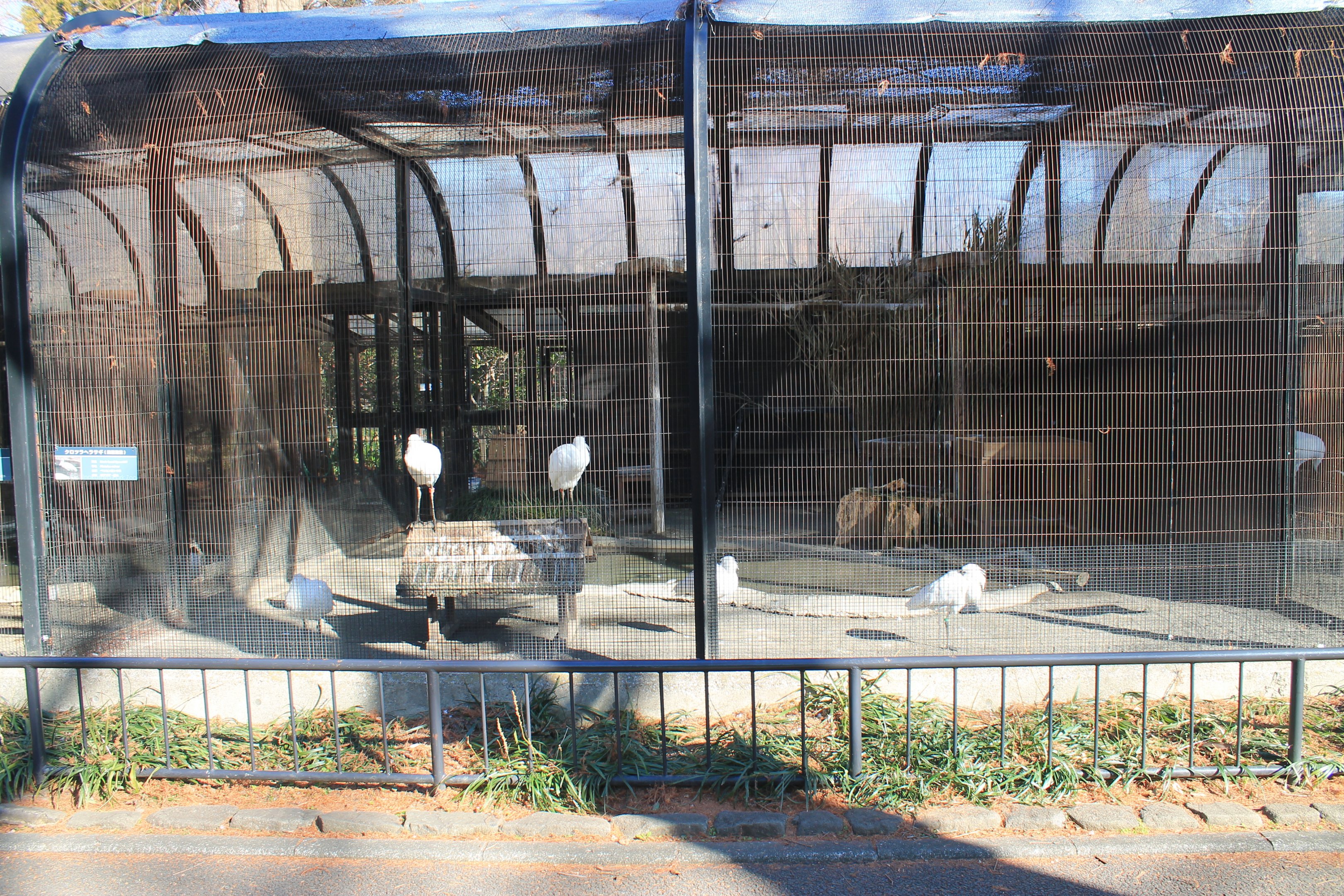 Aviary for Black-faced Spoonbills