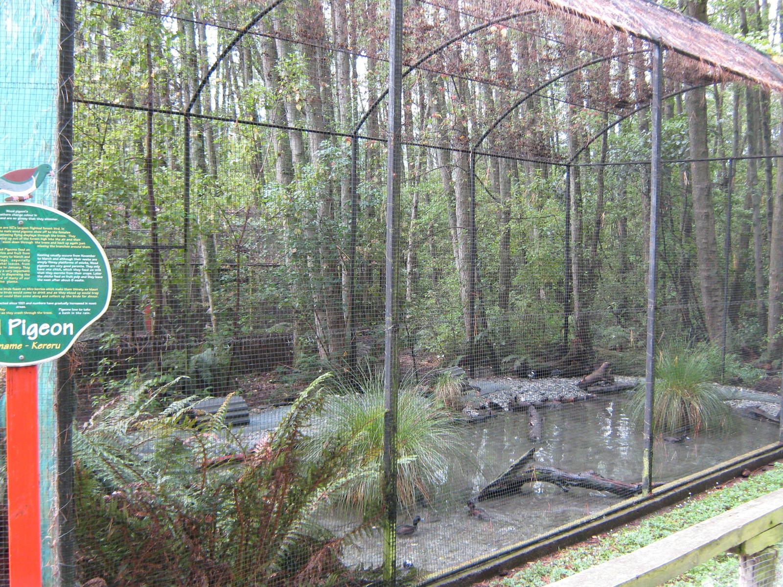 aviary for black stilts (Himantopus novaezelandiae)
