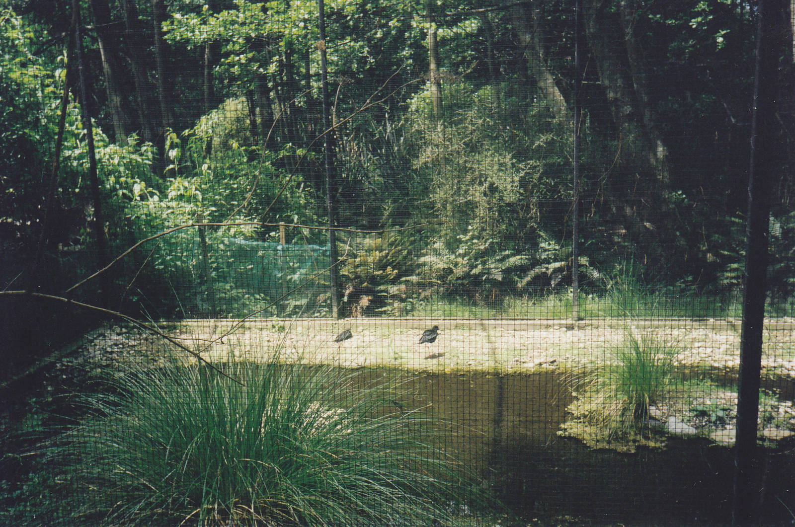 aviary for black stilts