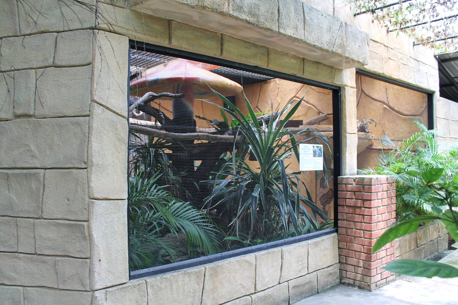 aviary for blue crowned pigeons (Goura cristata)