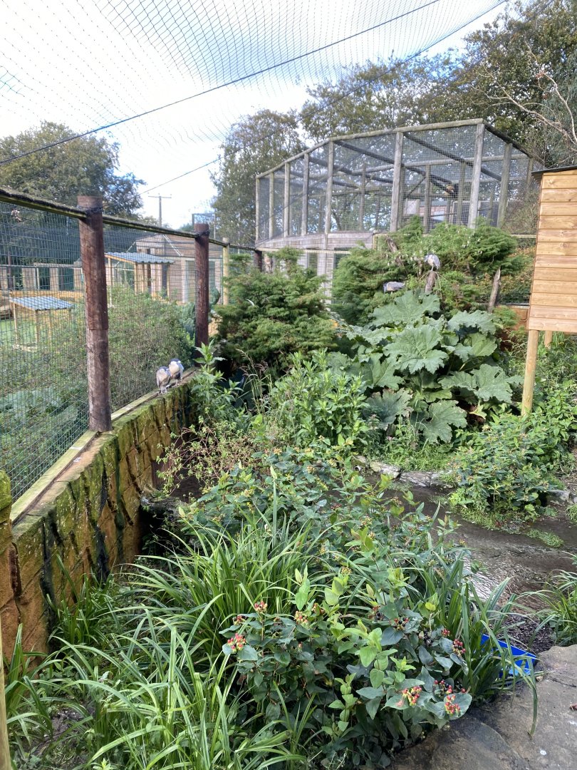 Aviary for Boat-billed herons 141023